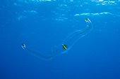 Venus Belt Comb Jellyfish - Socorro Revillagigedo Mexico