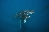 Humpback Whale and Calf - Socorro Revillagigedo Mexico