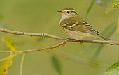 Yellow-browed Warbler on a branch - Belgium