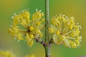 Cornelian cherry flowers - Belgium