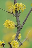 Cornelian cherry flowers - Belgium