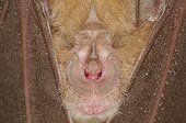 Portrait of Greater horseshoe bat  - Lorraine France 