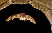 Greater Mouse-eared Bat night flight - France 