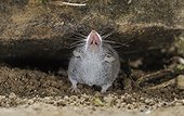 Pygmy white-tooted shrew - Istria Croatia 