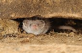 Pygmy white-tooted shrew - Istria Croatia 