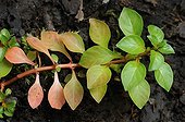 Foliage Hampshire-purslane - Sologne France 