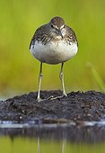 Green Sandpiper posing on mudflat - Finland 