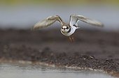 Ringed Plover taking off from mud  - Finland 