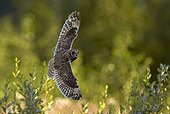 Short-eared Owl in flight - Finland