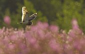 Short-eared Owl in flight - Finland