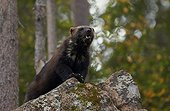 Eurasian Wolverine on rocks - Finland
