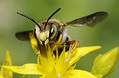 Cotton Bee on Goldmoss Stonecrop - Vosges du Nord France