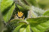 Portrait of Ivy bee - Vosges du Nord France