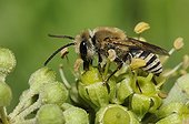 Colletid Bee on Ivy flowers - Vosges du Nord France