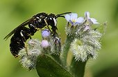Plasterer bee on Myosotis flower - Vosges du Nord France