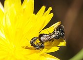 Plasterer bee mating on flower - Vosges du Nord France 