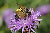 Philante apivore capturant une Abeille à miel -Vosges France