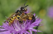 European Beewolf catching a honeybee - Vosges France