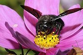 Carpenter Bee on Cosmos flower - Vosges du Nord France