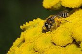 Colletid bee on Tansy flowers - Pays de la Loire France