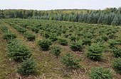 Plantation Christmas Trees - Vosges du Nord RNP France 