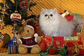 Persian kitten Chinchilla Blue Silver Shaded and Christmas decor ; Age: 11 weeks 