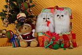 Persian kitten Chinchilla Blue Silver Shaded and Christmas decor ; Age: 11 weeks 