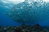 Bigeye Trevally school - Tubbataha Reef Philippines 