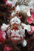 Commerson's Frogfish in reef - Dauin Philippines