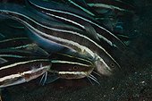 Striped Catfishes  - Dauin Philippines