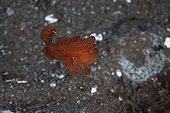 Young Commerson's Frogfish - Dauin Philippines