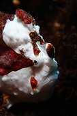 Portrait of  Commerson's Frogfish - Dauin Philippines