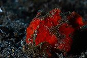 Commerson's Frogfish in reef - Dauin Philippines