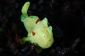 Commerson's Frogfish in reef - Dauin Philippines