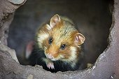 Portrait of a common hamster - Alsace France ; Park Hunawihr