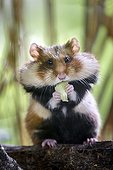Common hamster eating - Alsace France ; Park Hunawihr