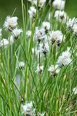 Cotton grass in a bog - Vosges France 