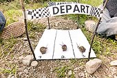 Brown gardensnail race with Children - France 
