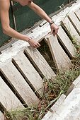 Checking Brown Gardensnails Livestock - France