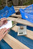 Weighing Brown Gardensnail Livestock - France