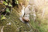 Brown Gardensnail crawling on moss - France 