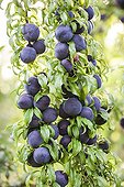 Plum tree 'Red Crunch' in fruit in a garden