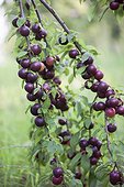 Myrobalan plum tree 'Red Crunch' in fruit in a garden