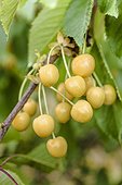 Bigaroon cherry tree 'Trompe-geai' in fruit in a garden