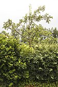 Fruit tree hedge -Conservatoire végétal régional d'Aquitaine