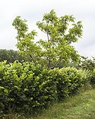 Fruit tree hedge -Conservatoire végétal régional d'Aquitaine