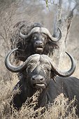 Cape Buffalo resting and ruminating - Kruger South Africa.