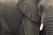 Portrait d'Eléphant d'Afrique mâle - Kruger Afrique du Sud