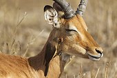 Pique-boeuf à bec rouge sur Impala - Kruger Afrique du Sud