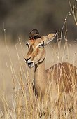 Pique-boeuf à bec rouge sur Impala - Kruger Afrique du Sud